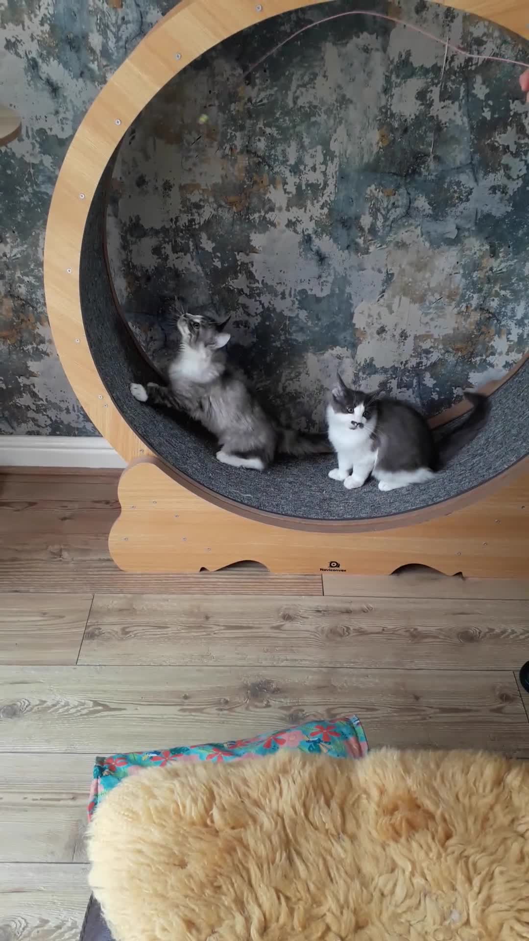 Ragcoon cats for sale: Maincoon × Ragdoll (Ragcoon)  chunky boys  - Video 2