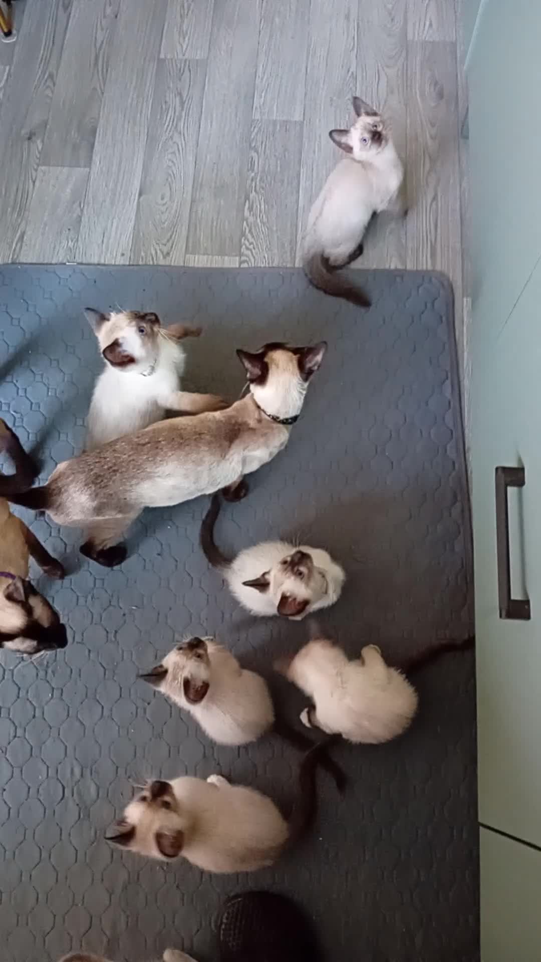 Ragamese cats for sale: Ragamise kittens in North Ferriby - Video 1