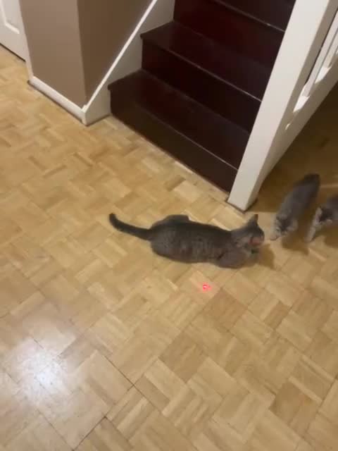 British Shorthair cats for sale: 3 beautiful British shorthair kittens available - Video 3