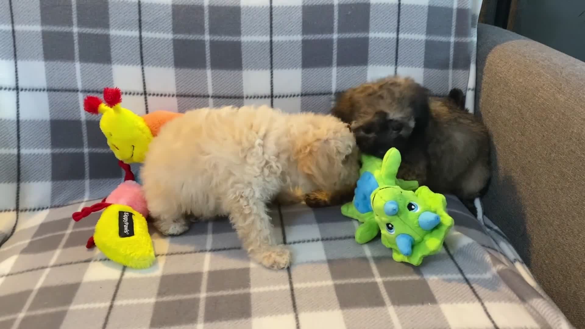 Cavapoo dogs for sale: 💖 Top Quality F1B Cavapoo Puppies DNA TESTED 💖 - Video 1