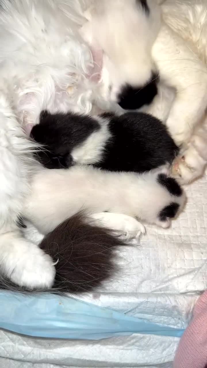 British Longhair cats for sale: kittens (ready september)  - Video 4