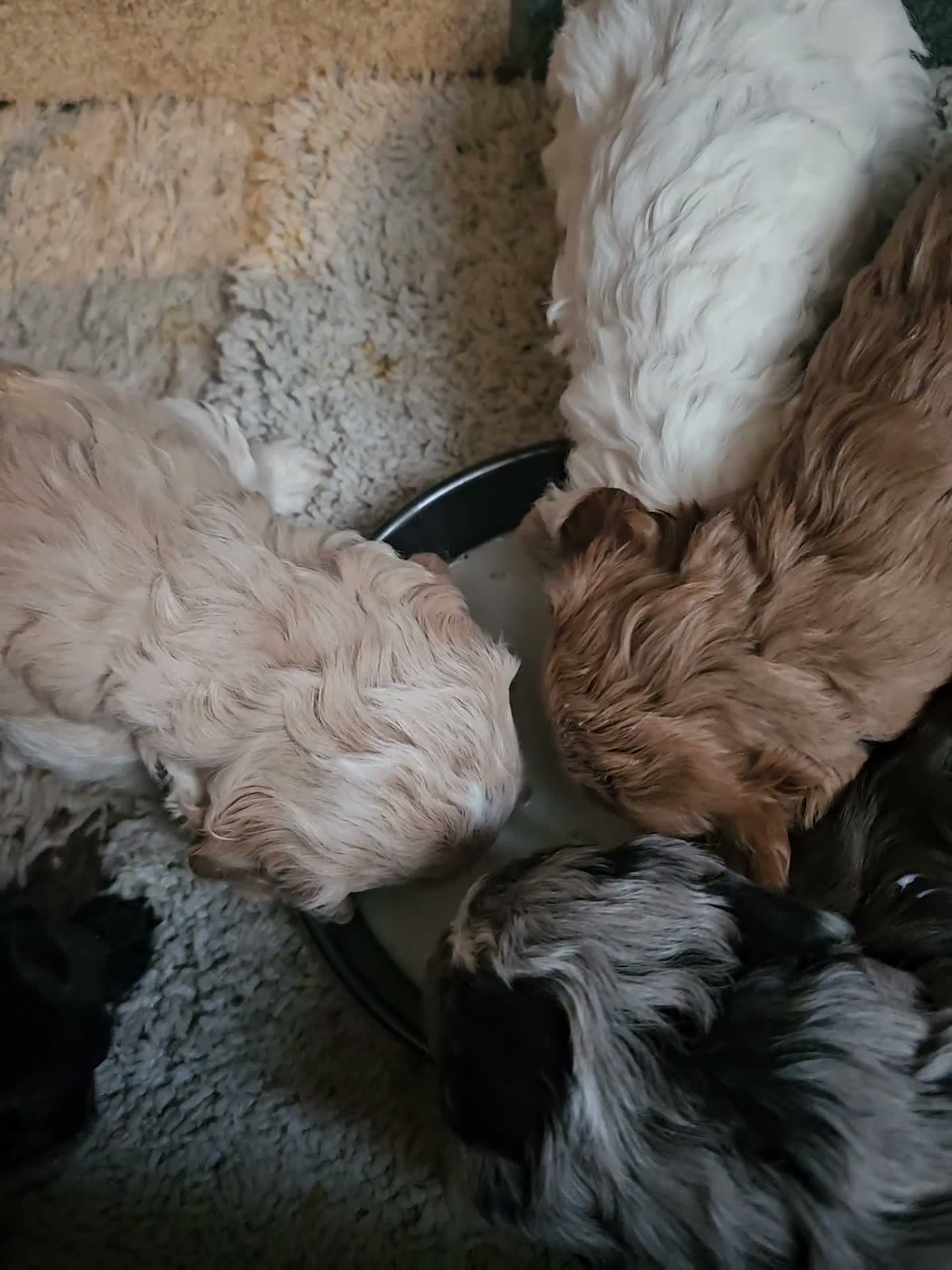 Cockapoo dogs for sale: Bautifull  cockerpoos  - Video 3