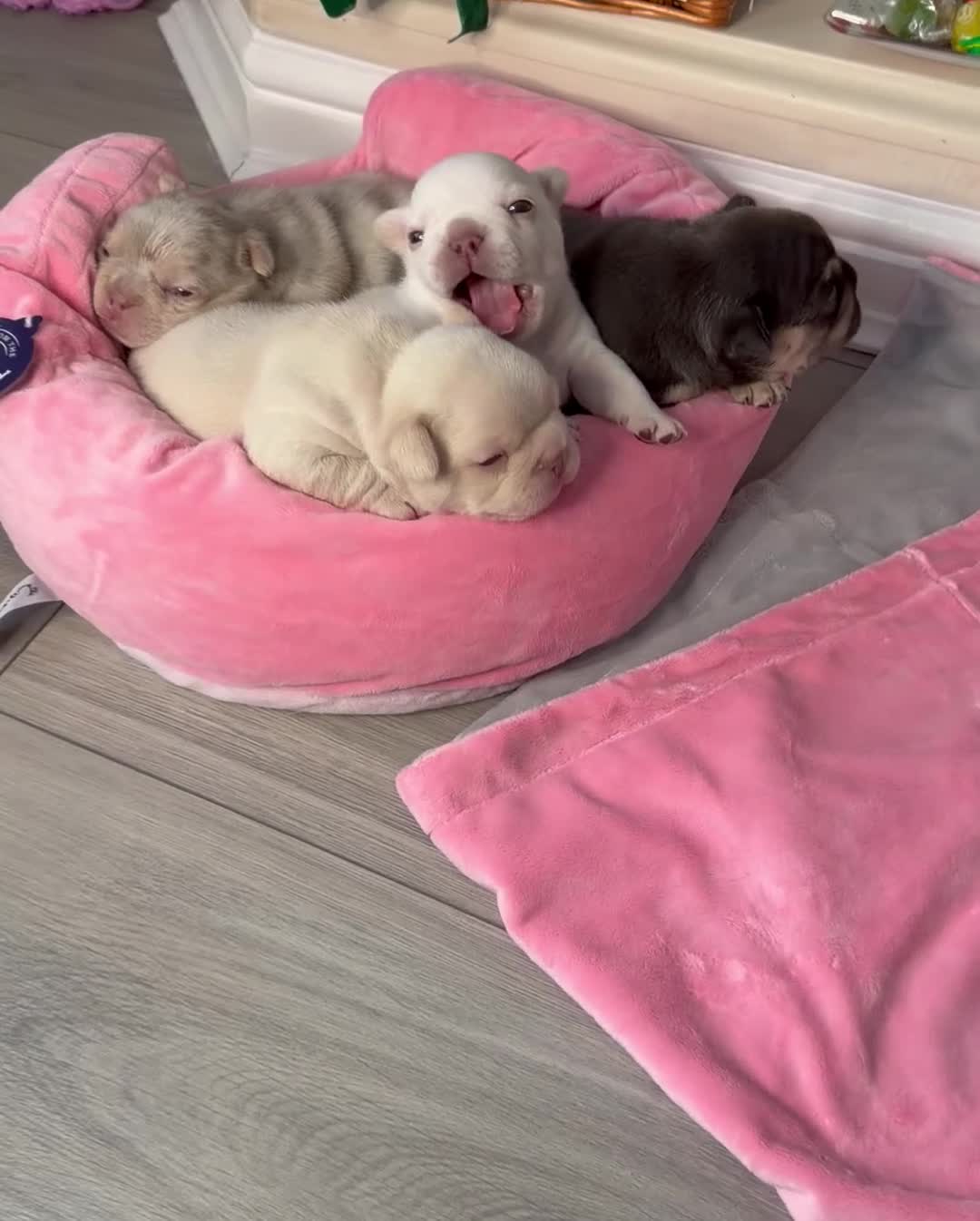 French Bulldog dogs for sale: Stunning KC registered Frenchies😍 4 male 1 female - Video 1