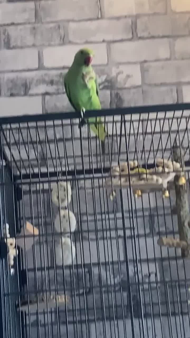 Ringnecks birds for sale: Indian ring neck parrot  - Video 1