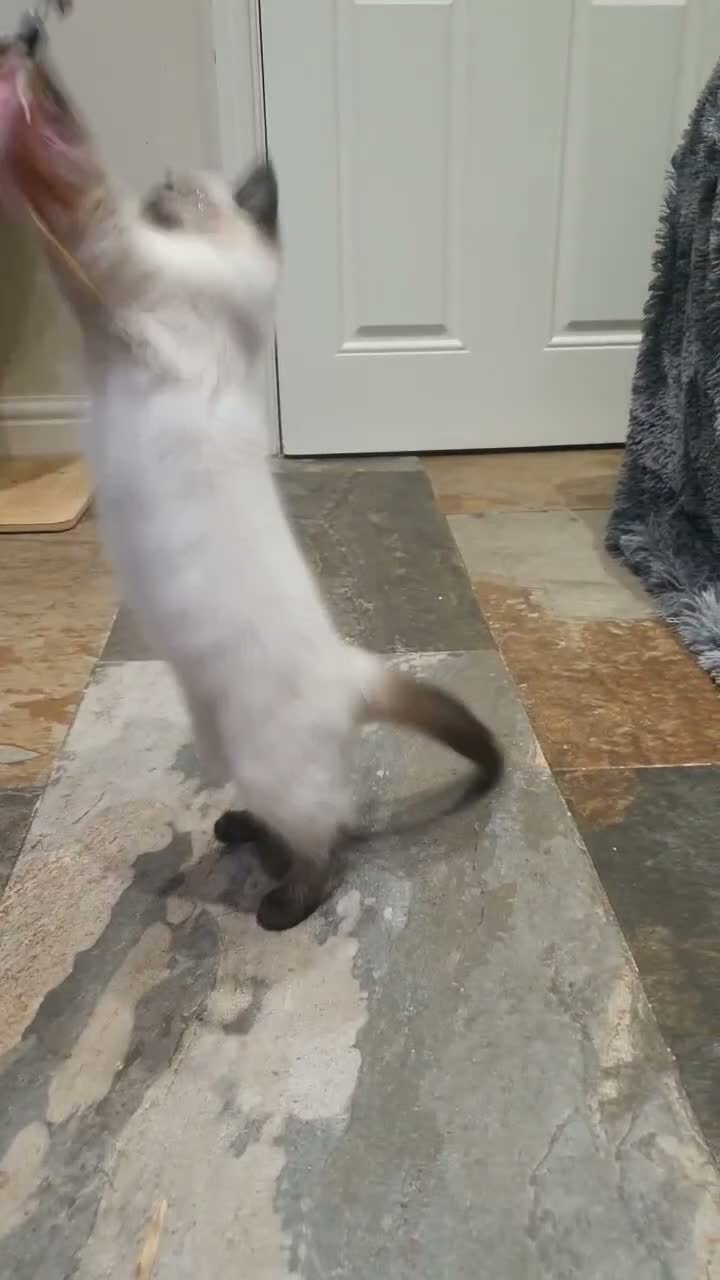 Ragdoll cats for sale: 💖11 WEEKS OLD💖 GCCF Registered Ragdoll Kittens. - Video 2