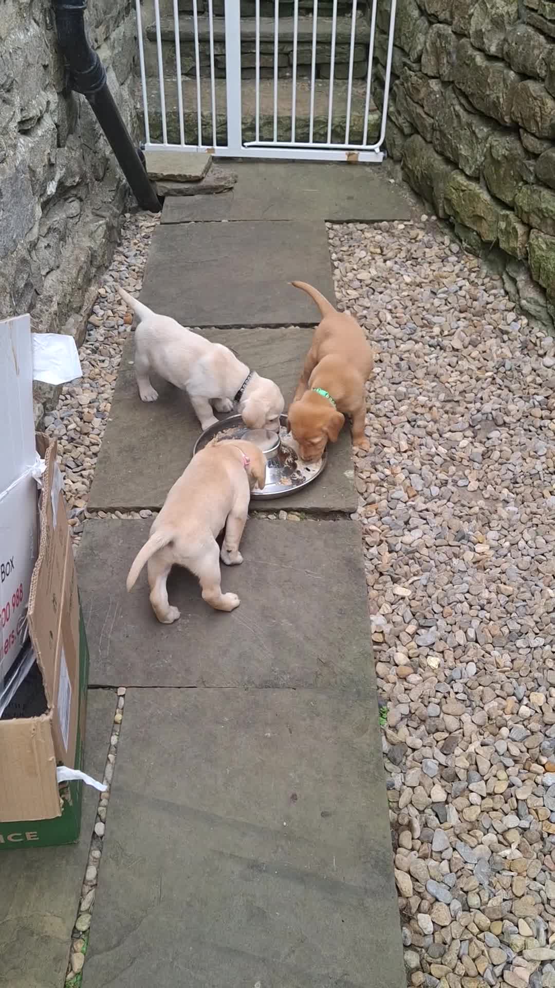 Goldador dogs for sale: Beautiful Goldador Puppies for Sale. READY TO GO! - Video 2