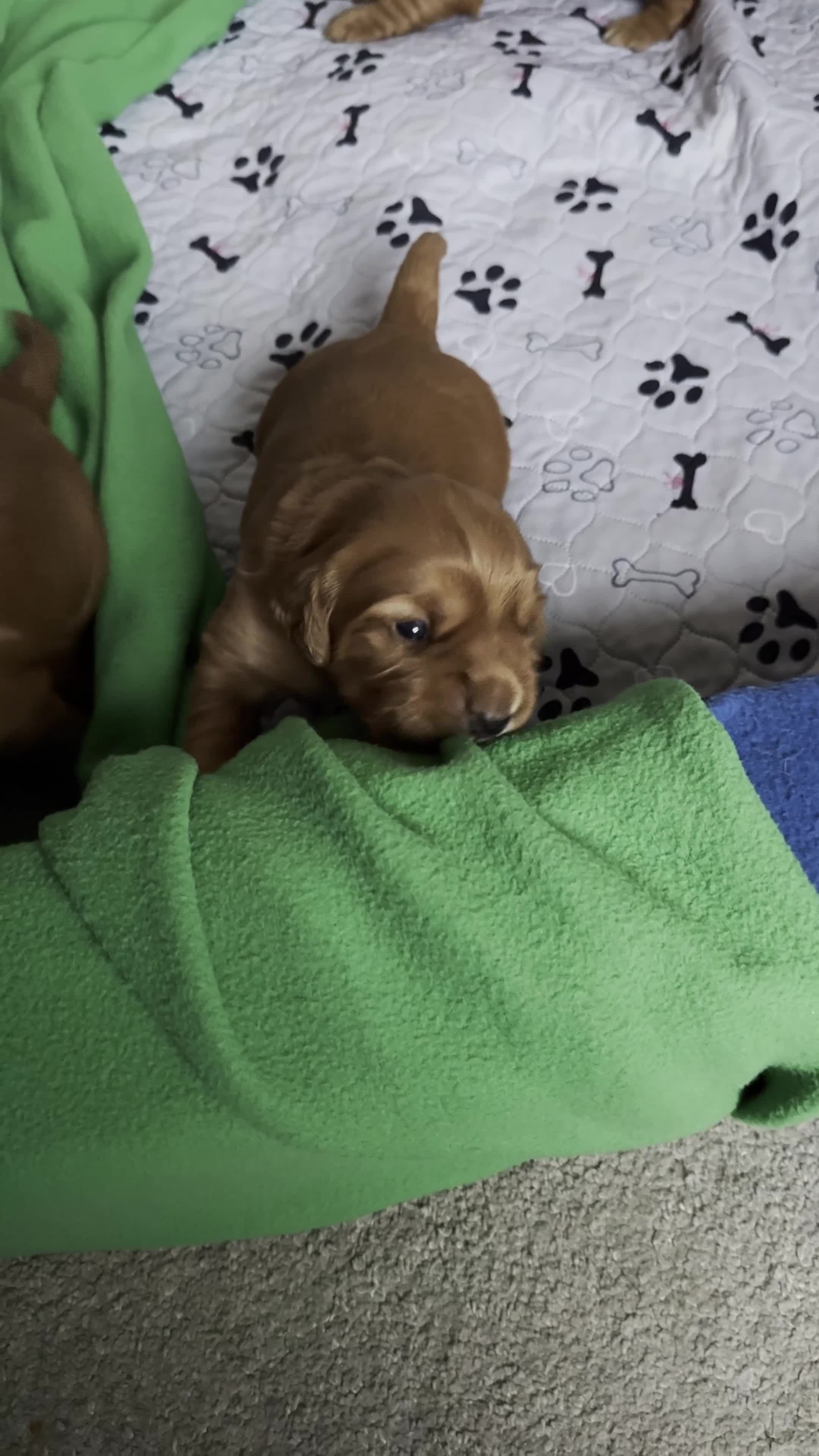 Cocker Spaniel dogs for sale: Pedigree Cocker Spaniel Puppies  - Video 4