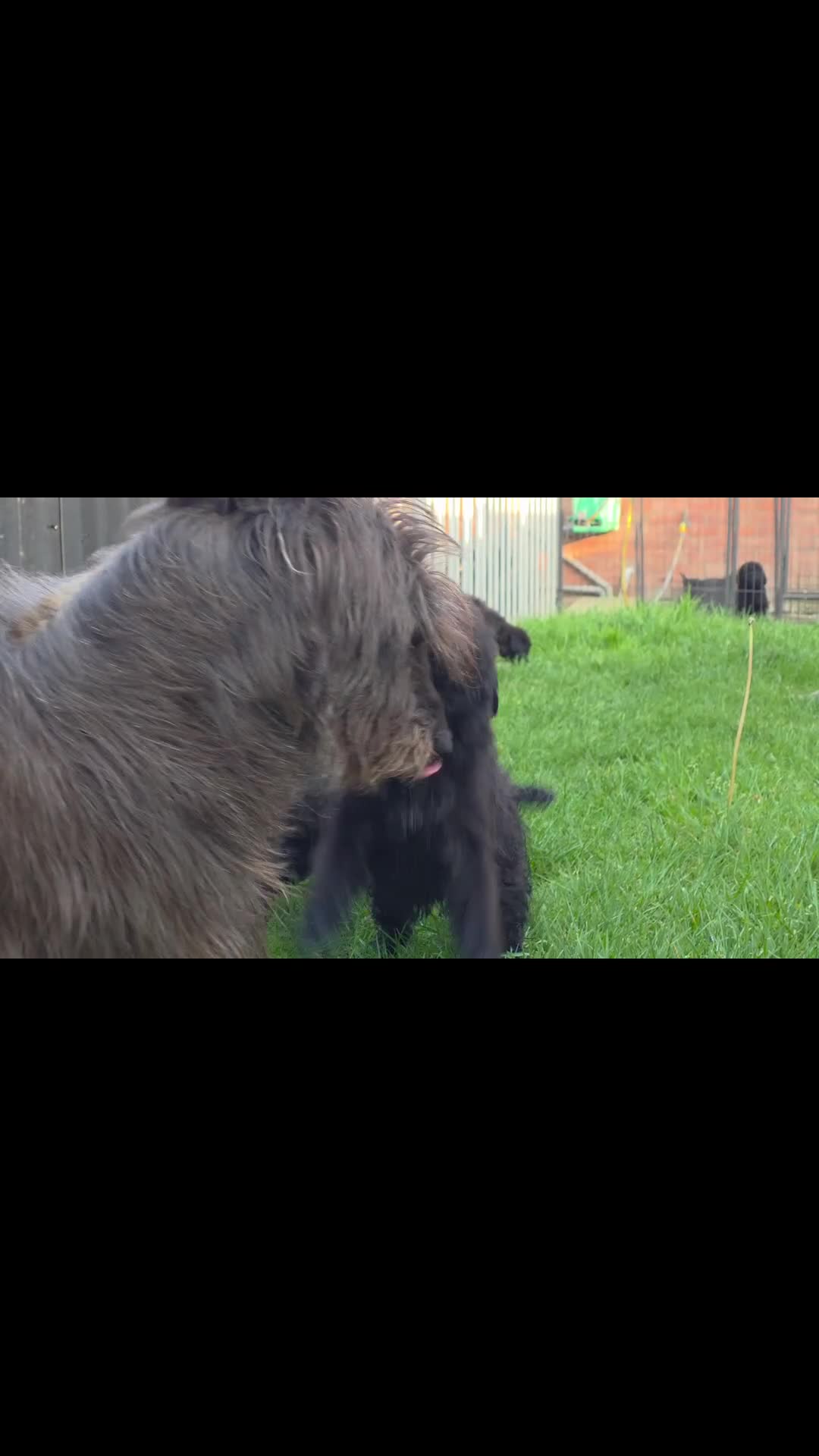 Lurcher dogs for sale: Deerhound Greyhound Collie/Bedlington  - Video 1