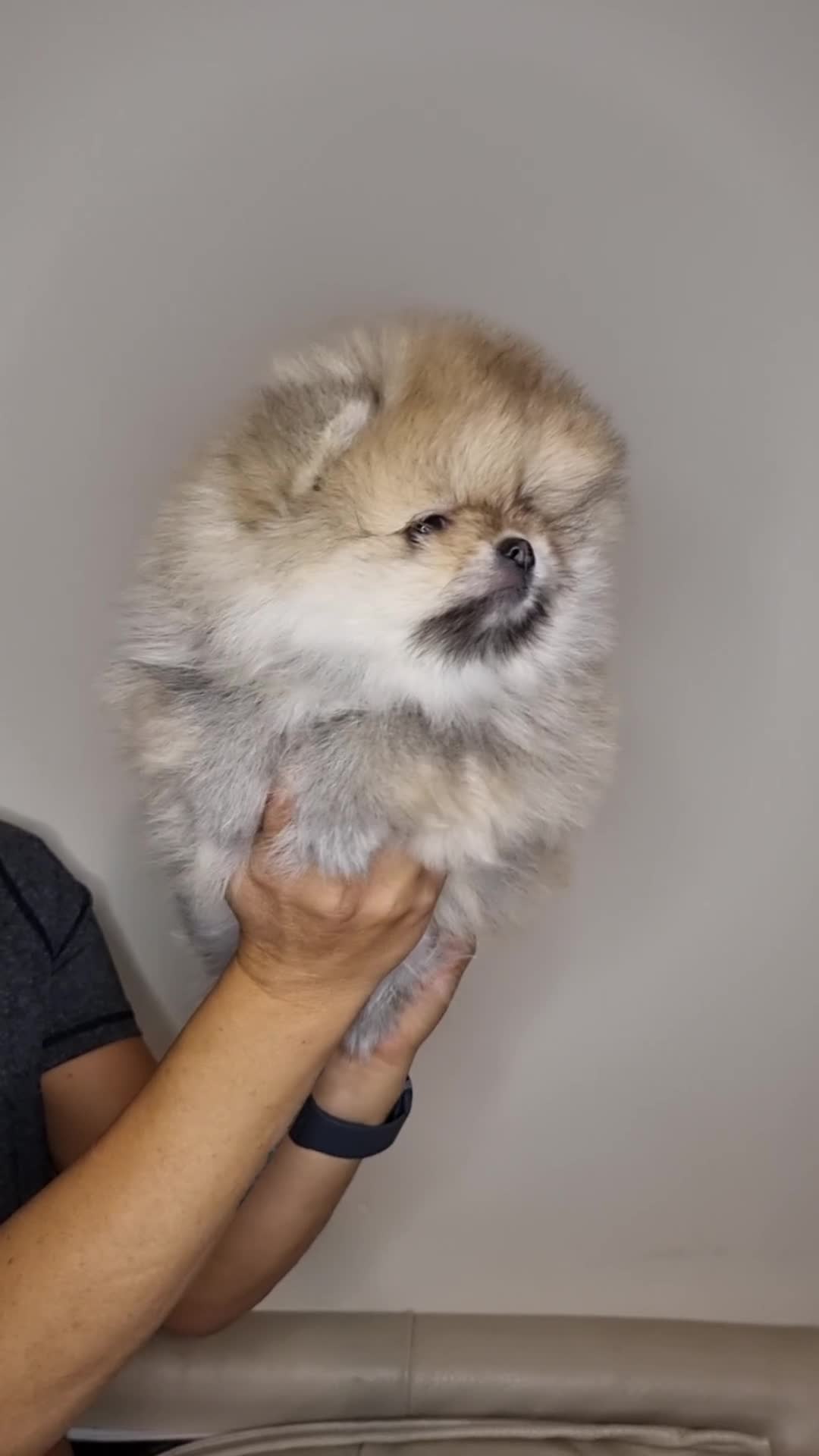 Pomeranian dogs for sale: CHAMPION BLOODLINE 3 female 1 male - Video 2