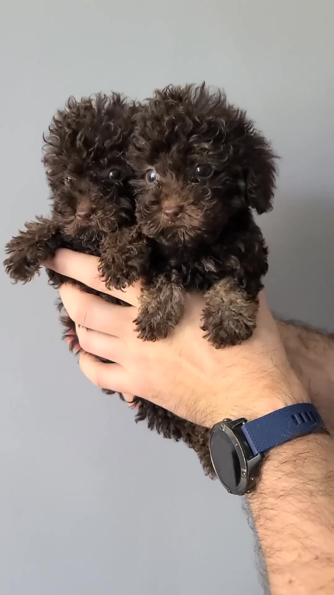 Cavapoo dogs for sale: *VIDEOS* F1b Cavapoos. Chocolate & Tan. DNA tested - Video 1