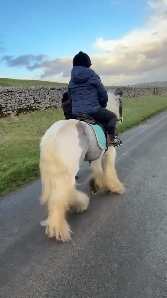 Irish Cob horses for sale: 12hh cob gelding  in Buxton - Video 1