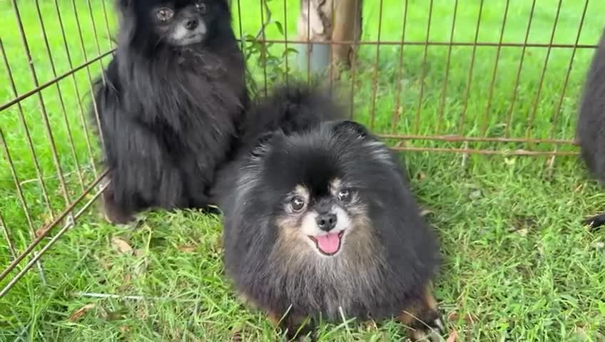 Pomeranian dogs for adoption: Prince, Romeo and Smokey - Video 1