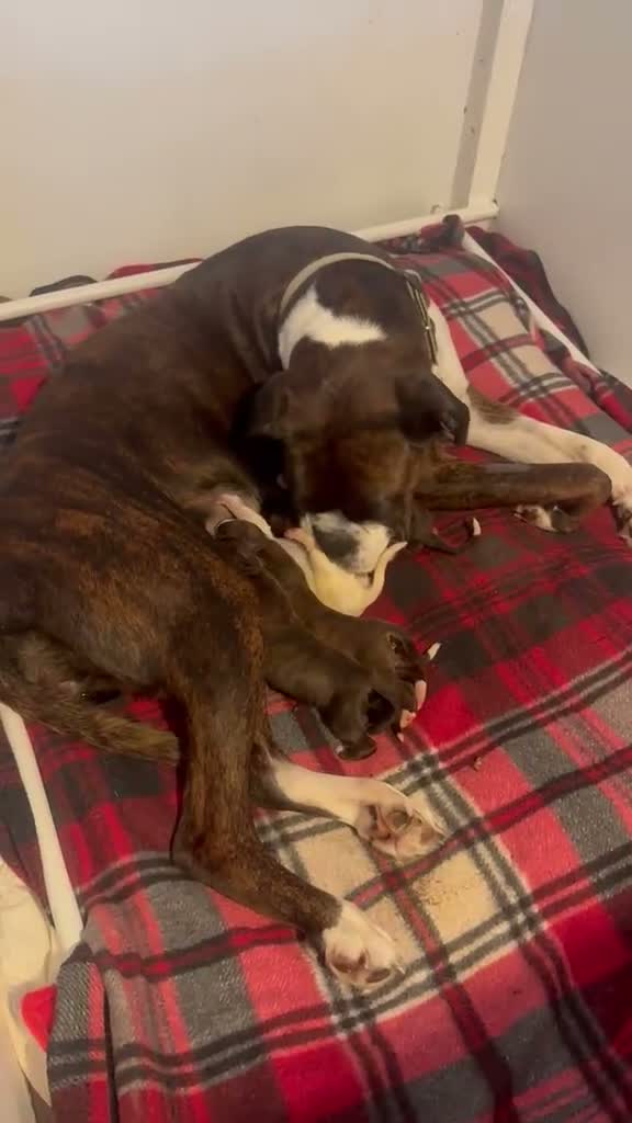 Boxer dogs for sale: Beautiful KC registered boxer puppies in Okehampton - Video 5