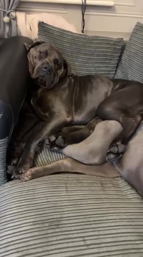 Cane Corso dogs for sale: Cane corsos  - Video 3