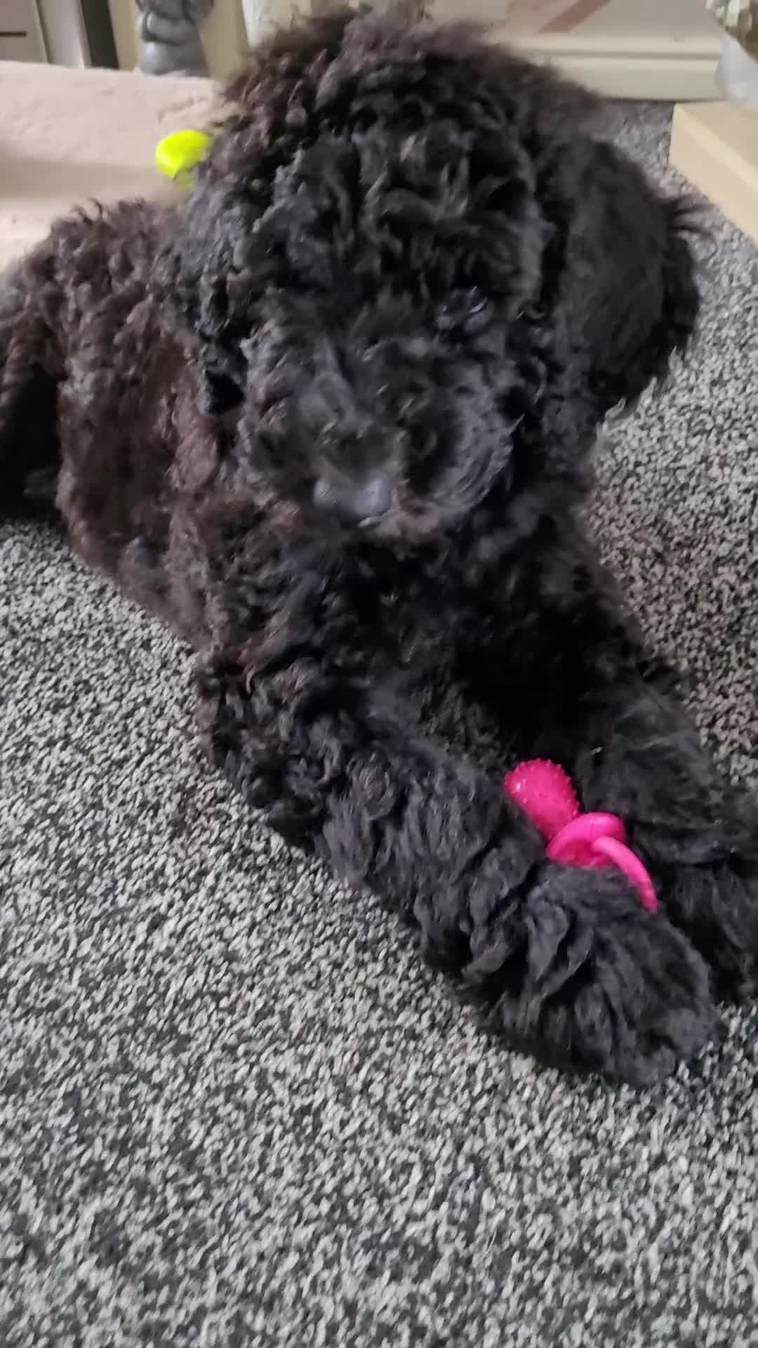 Newfypoo dogs for sale: Newfypoo F3b multi generation  - Video 5