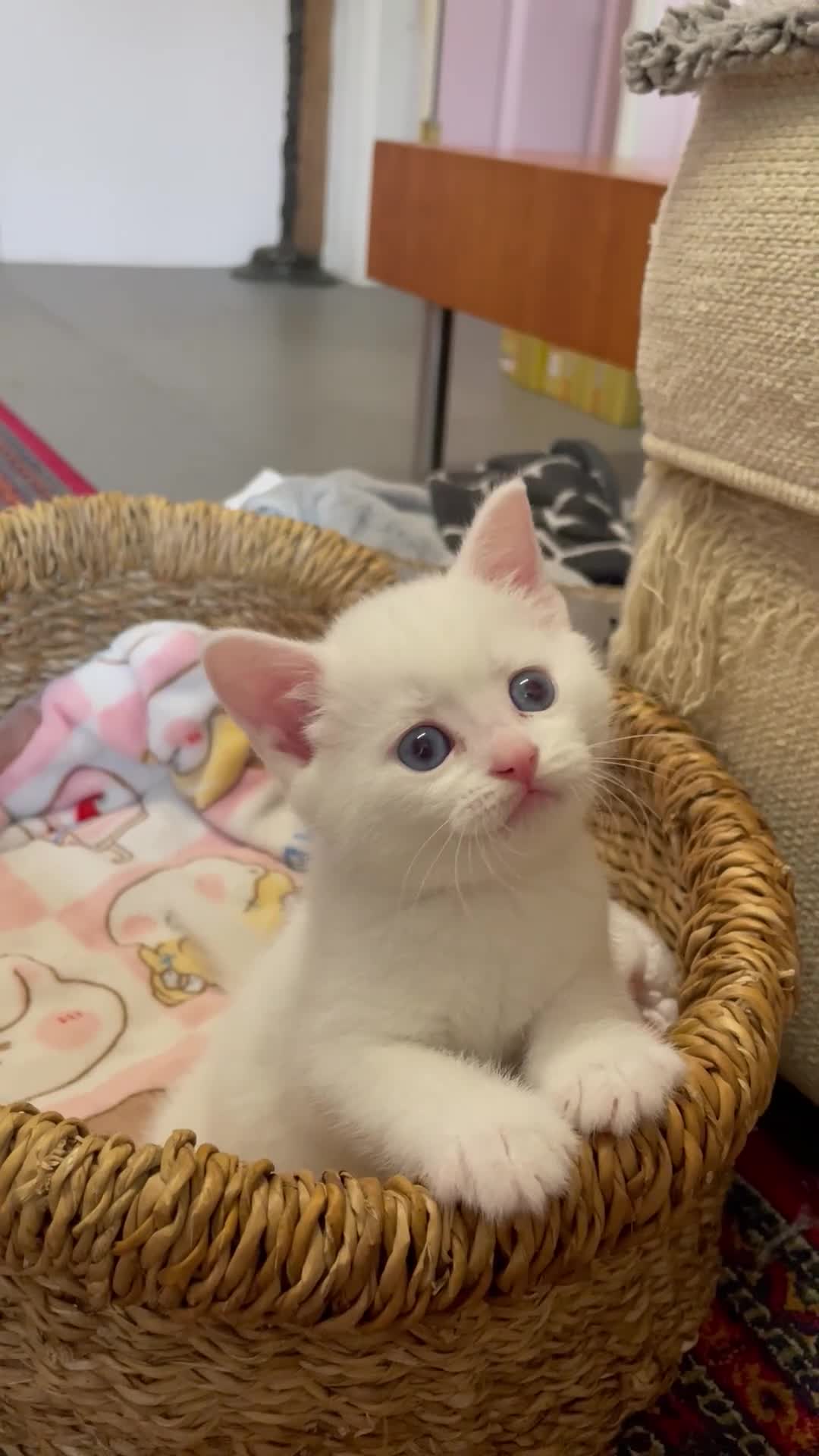 British Shorthair cats for sale: Beautiful kittens ready to go home  - Video 1