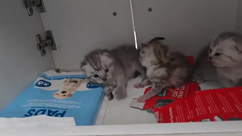 British Shorthair cats for sale: STUNNING british shorthair blackpoint Kittens - Video 1
