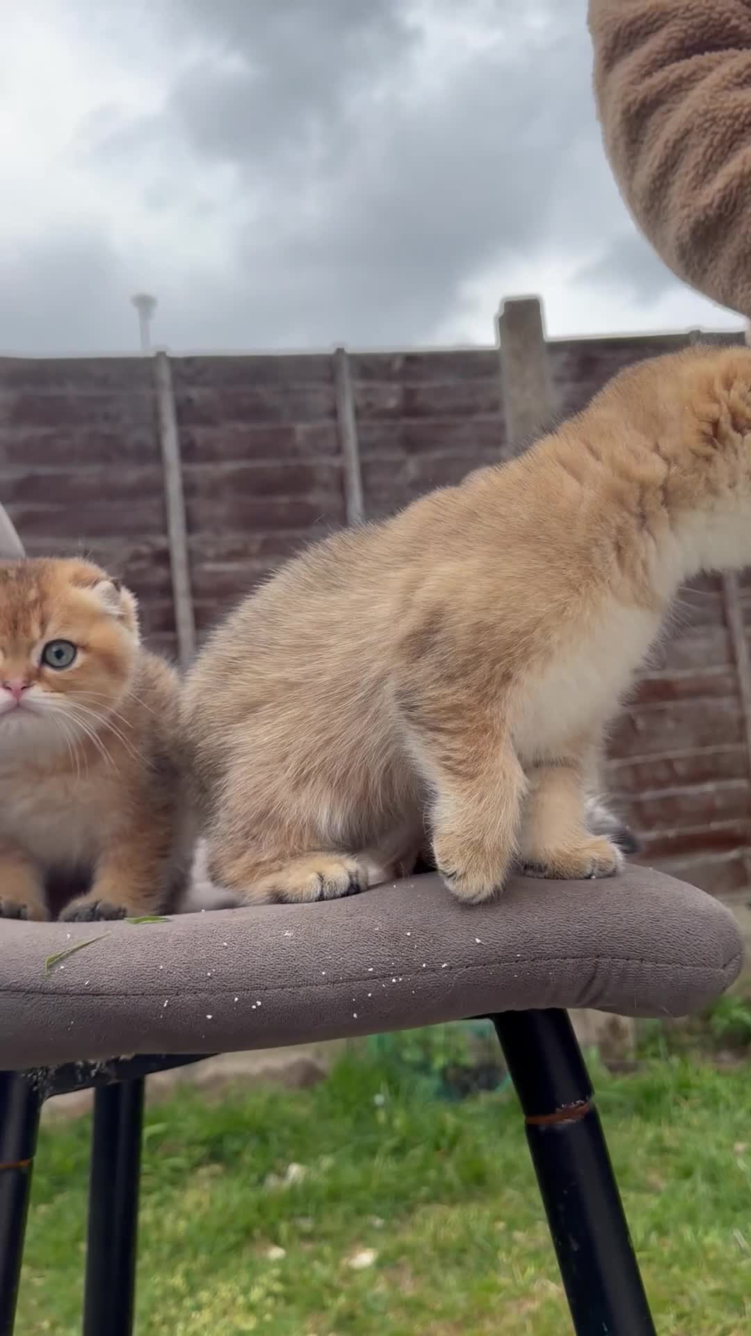 Scottish Fold cats for sale: British golden cat - Video 1