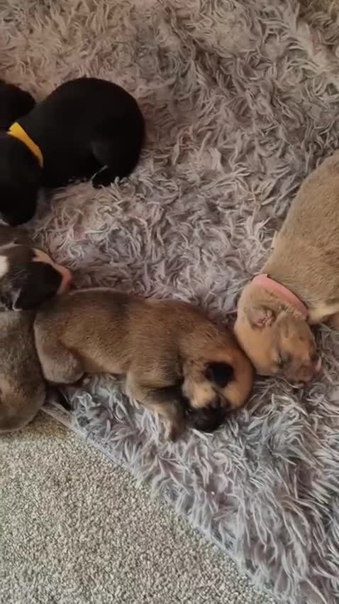Lurcher dogs for sale: Lurcher puppies  in Kendal - Video 1