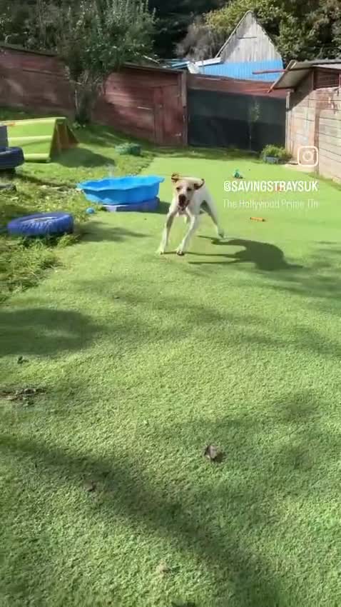 Mixed Breed dogs for adoption: ANJO  - Video 1