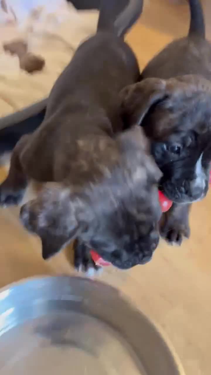 Mixed Breed dogs for sale: #Last 1 left#American bulldog x Corso - Video 1