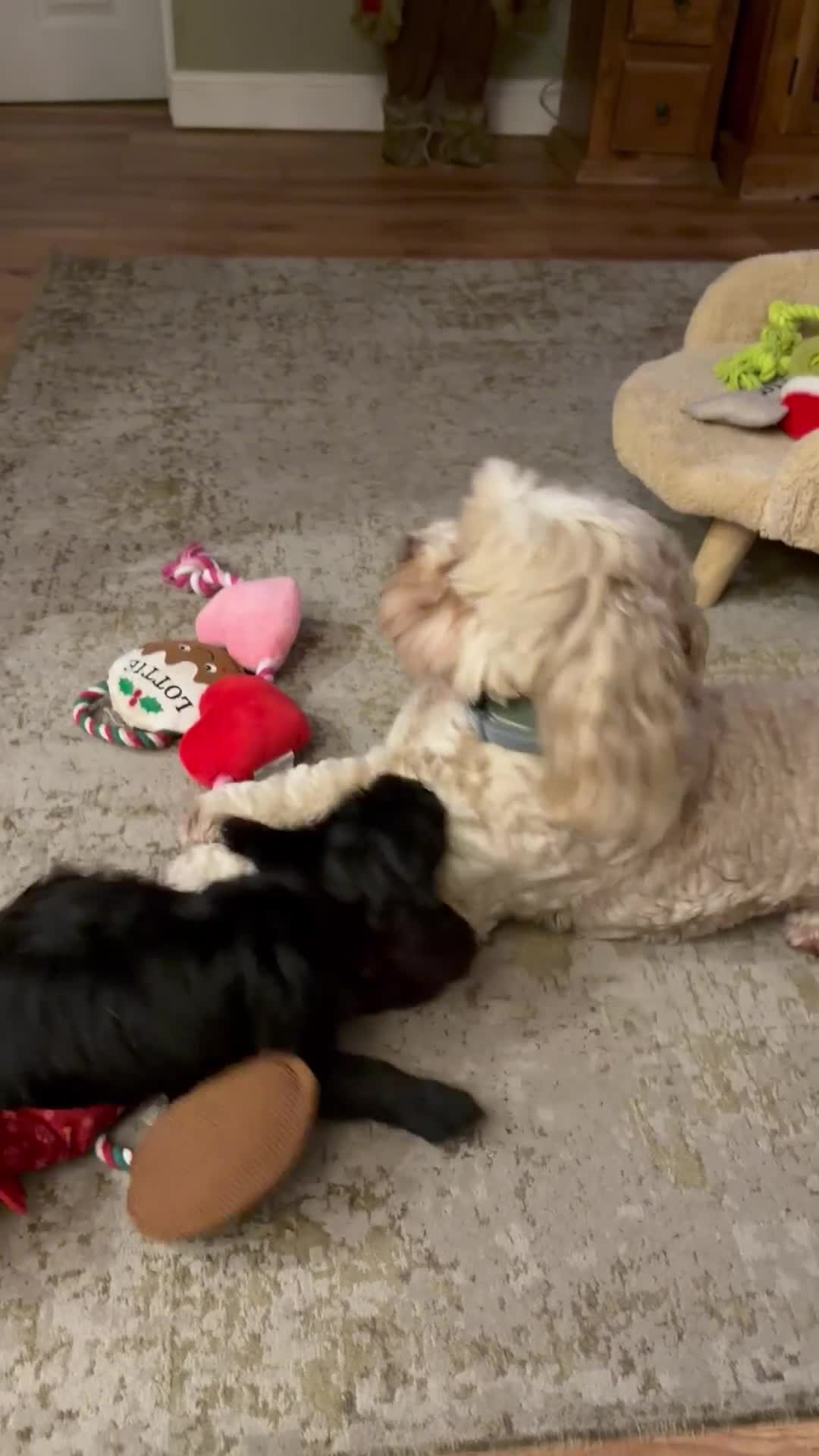 Shihpoo dogs for stud: Our Stunning Shihpoo Teddy for Stud duties in Stevenage - Video 3