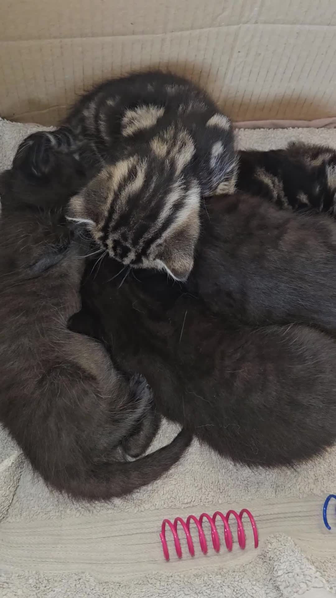 Mixed Breed cats for sale: Ready 4 days black boy kitten Siamese ragdoll mix  - Video 1
