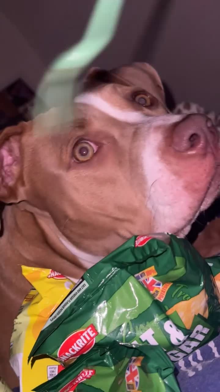 American Bully dogs for sale: This is pip in Gillingham - Video 1