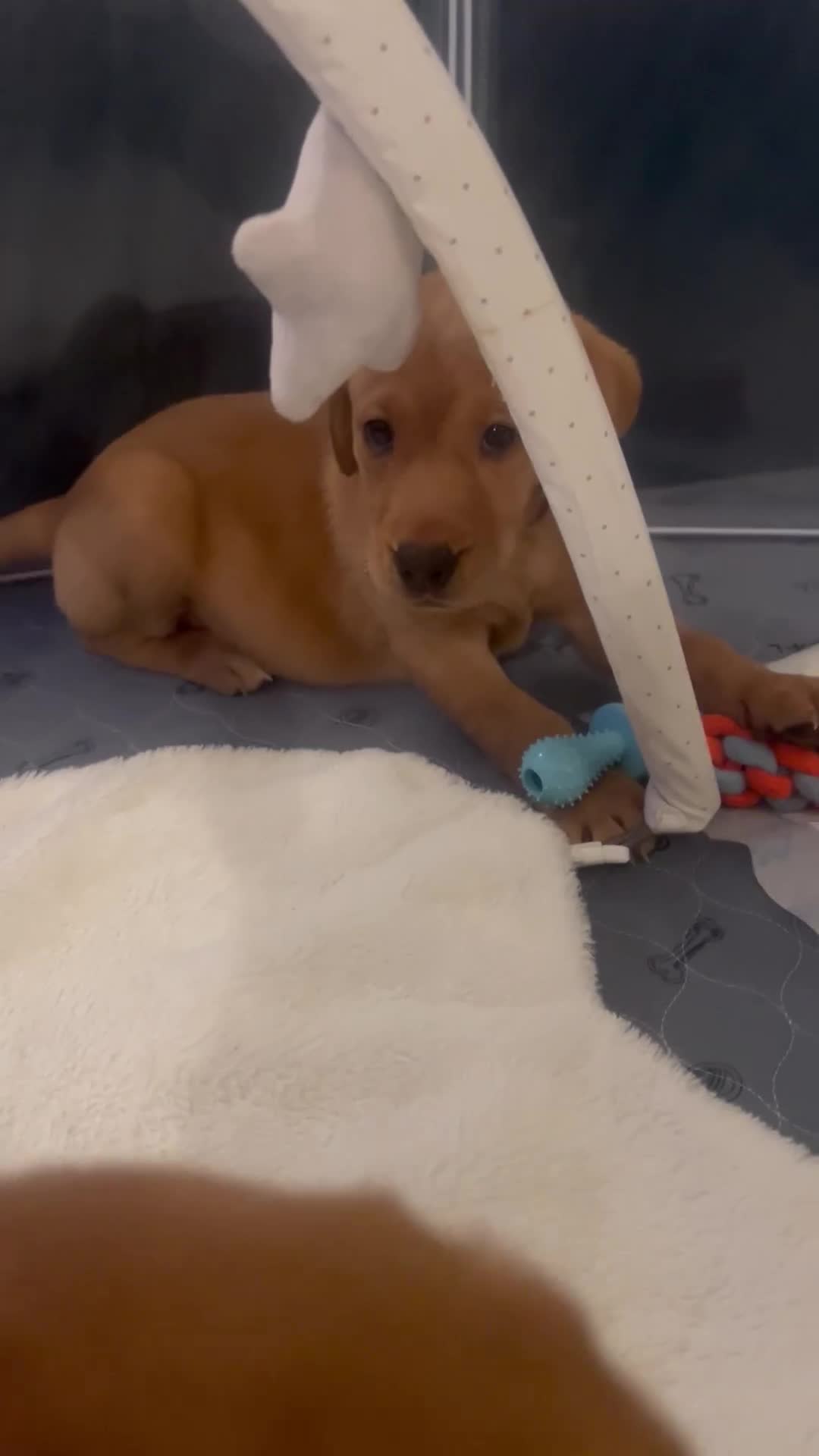 Labrador Retriever dogs for sale: Champion line KC reg dark Red Fox Yellow Labrador  - Video 3