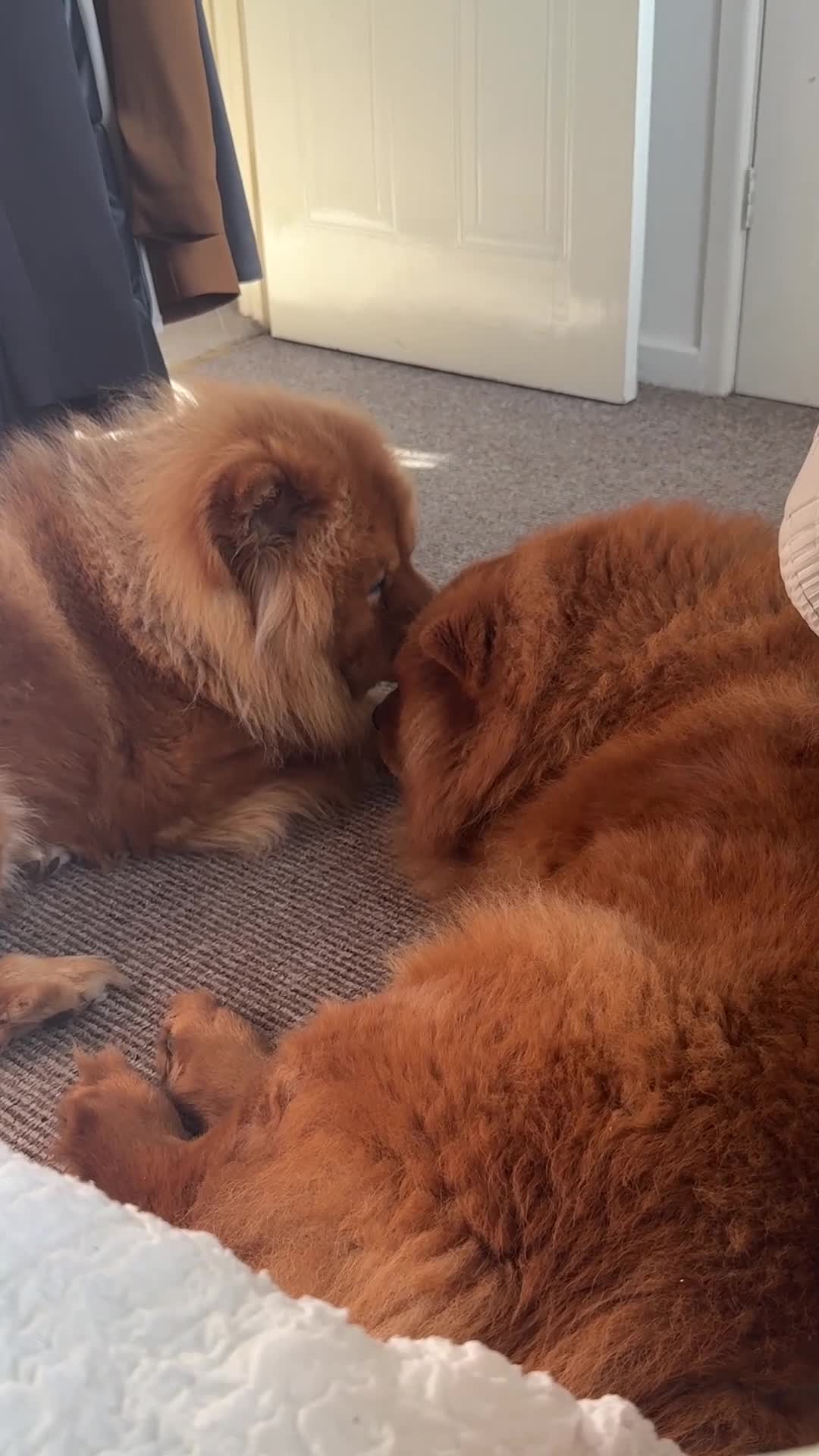 Chow Chow dogs for sale: Beautiful Lily & Lexi – Heartbreaking Rehome  - Video 1