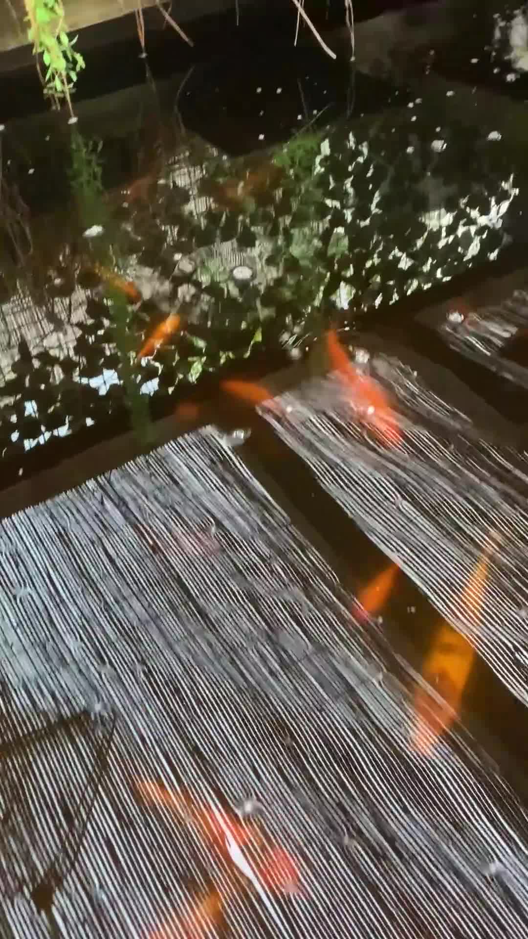 Koi Carp fish for sale: Koi carp for sale - Video 1