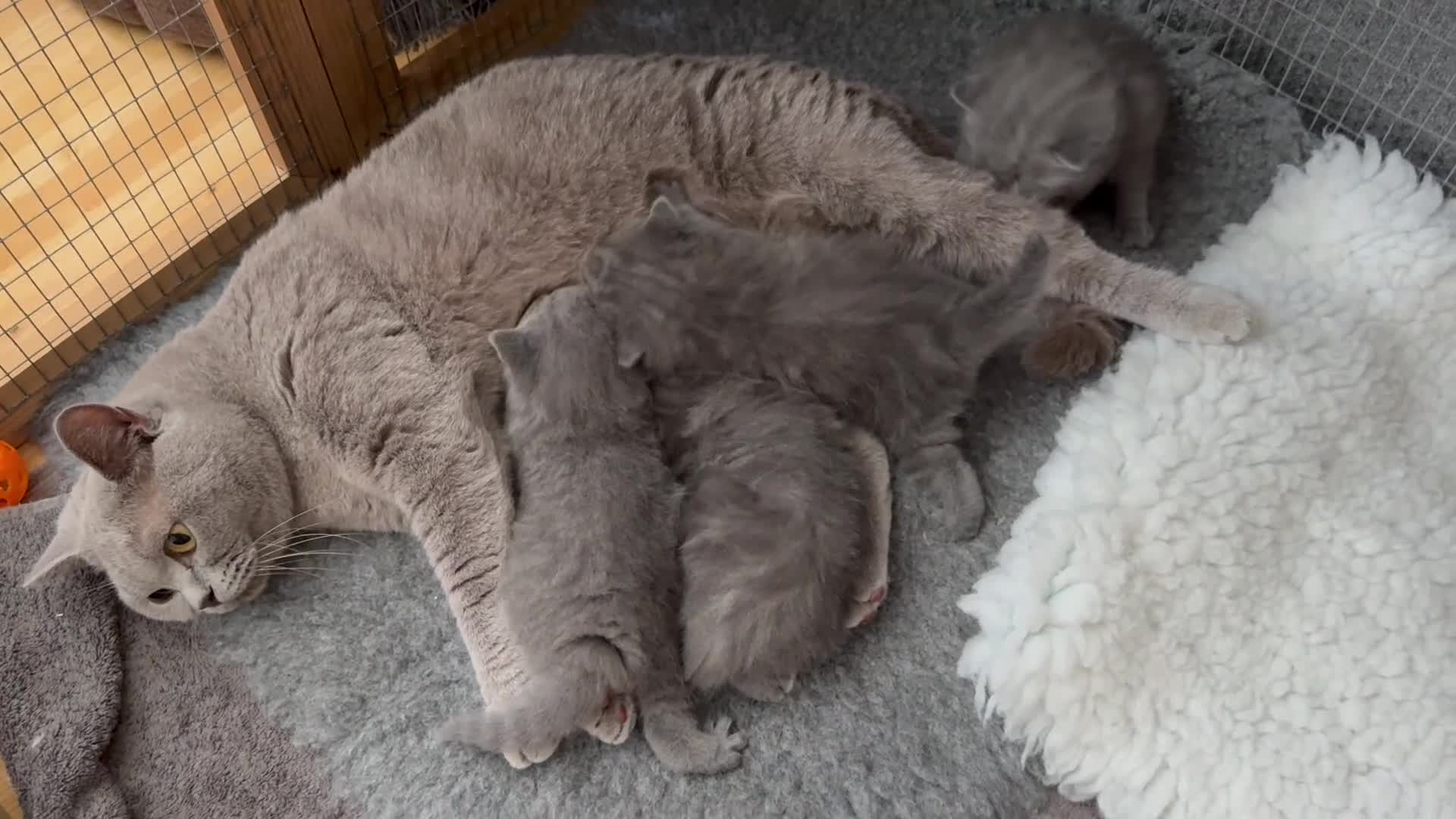 British Shorthair cats for sale: *READY NOW* Beautiful BSH Blue Boy – GCCF Reg - Video 2