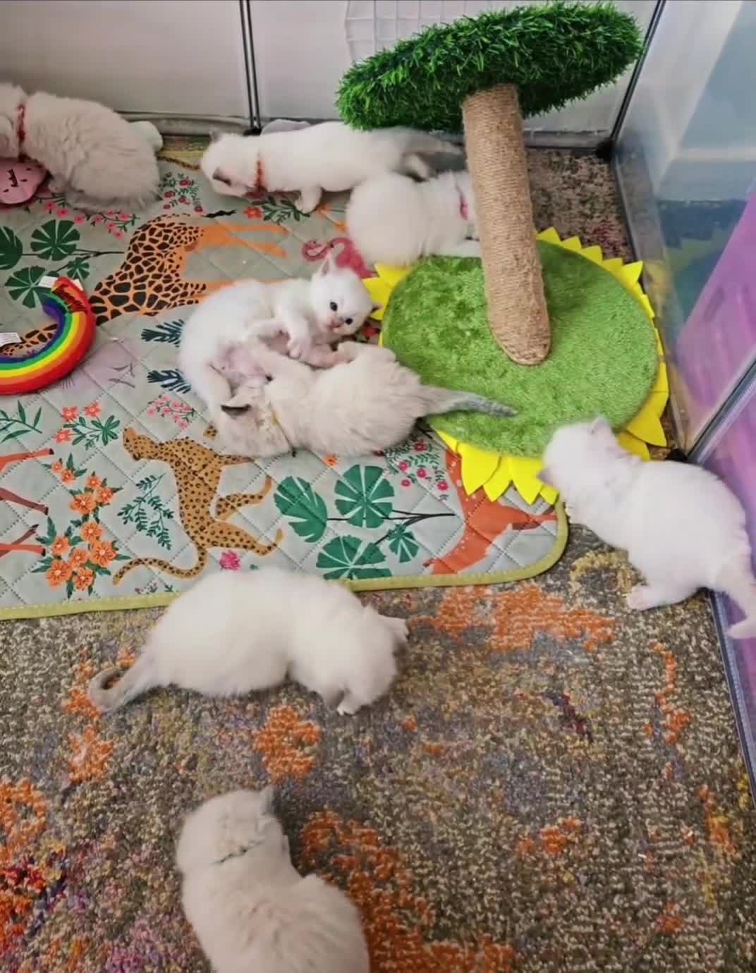 Ragdoll cats for sale: GCCF Show-Line Ragdolls - Fully Vacc & Ready Now - Video 2