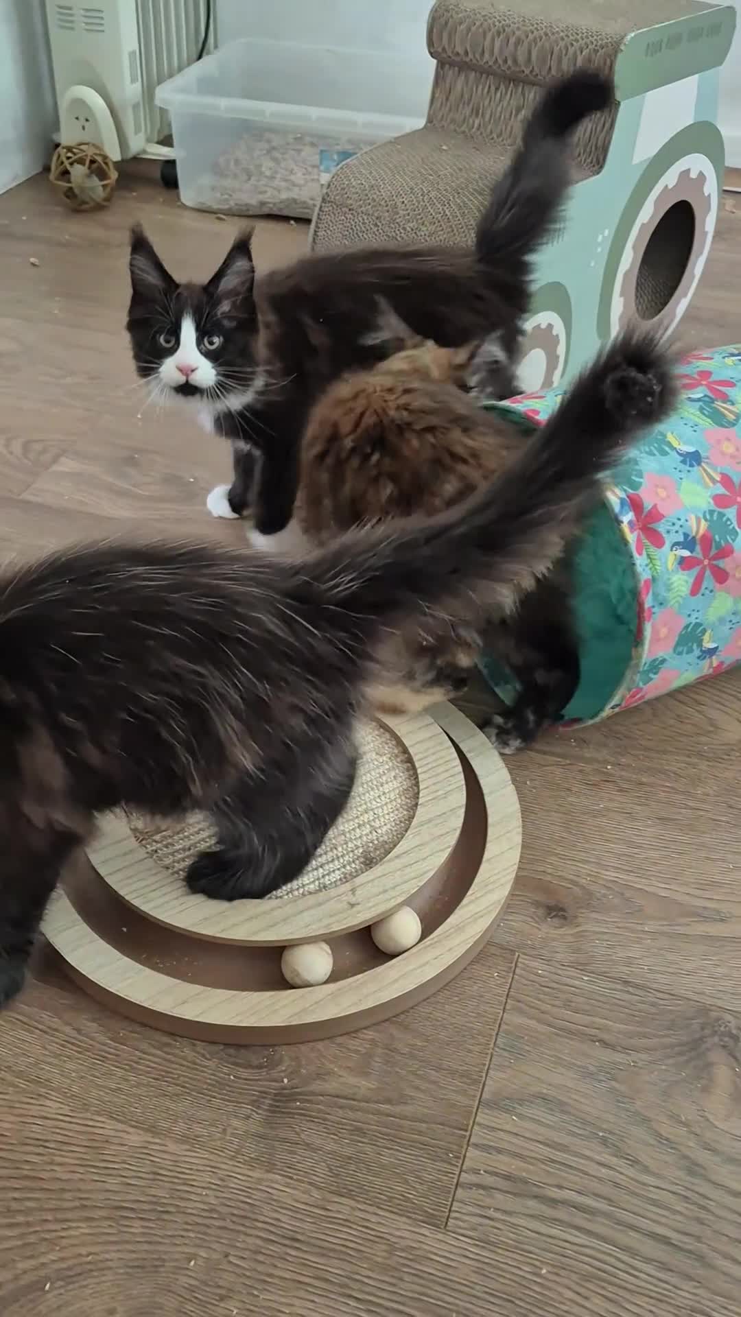 Maine Coon cats for sale: XL maine coon kittens GCCF  - Video 2