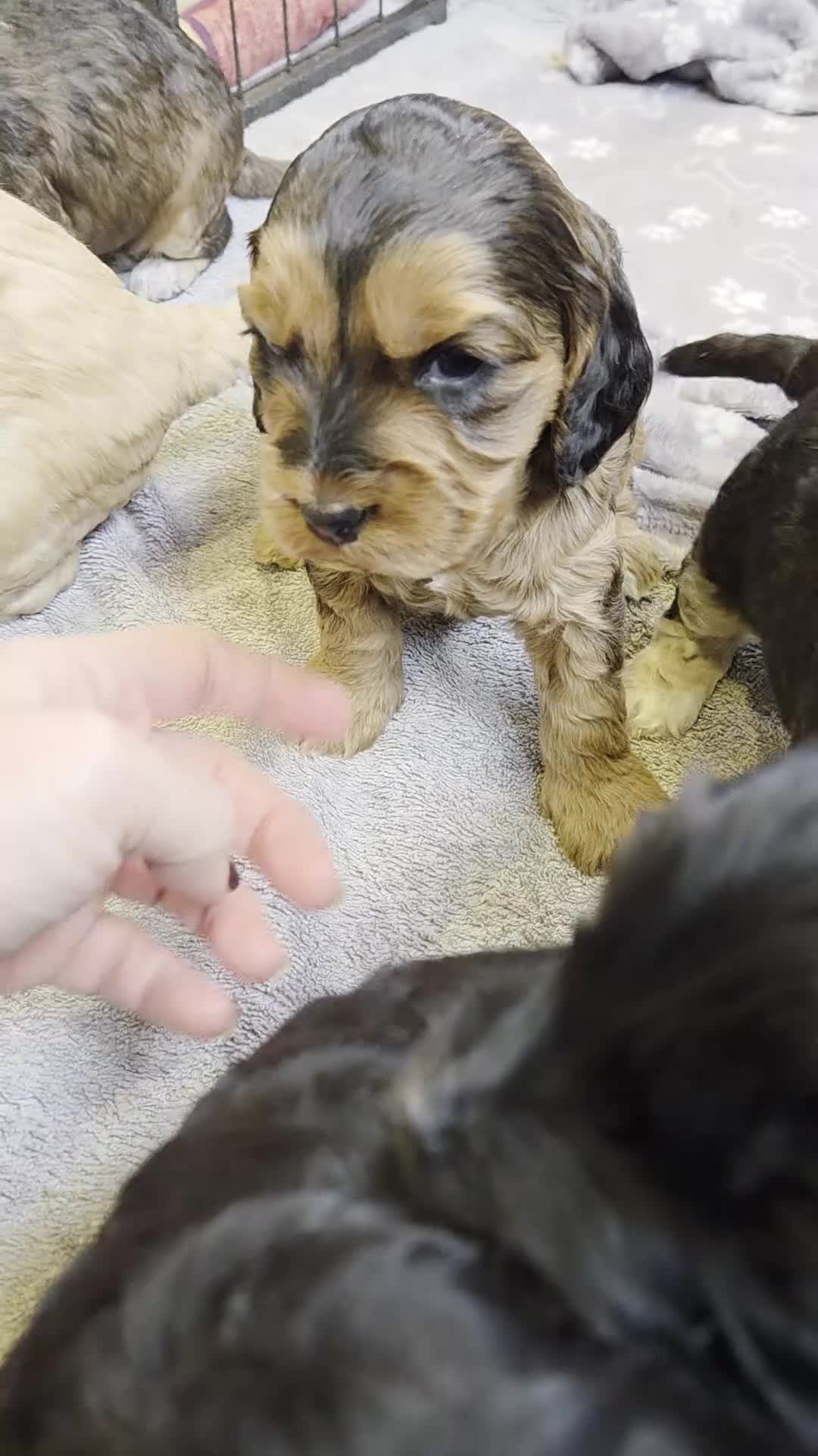 Cockapoo dogs for sale: Black Cockapoo puppies - Video 1