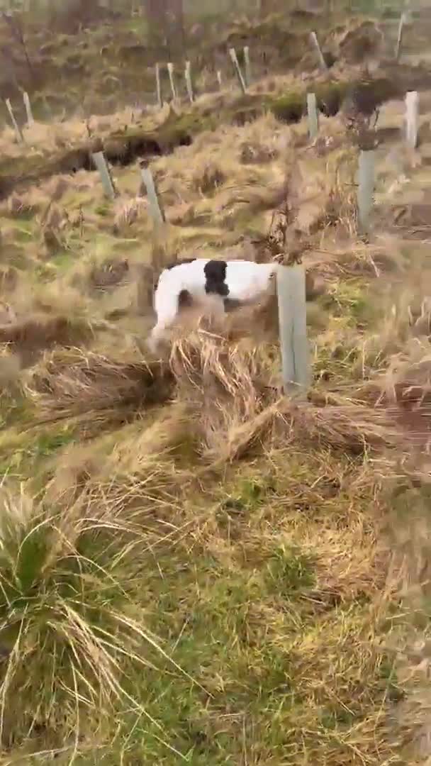 English Springer Spaniel dogs for stud: Springer dog at stud  in Preston - Video 1