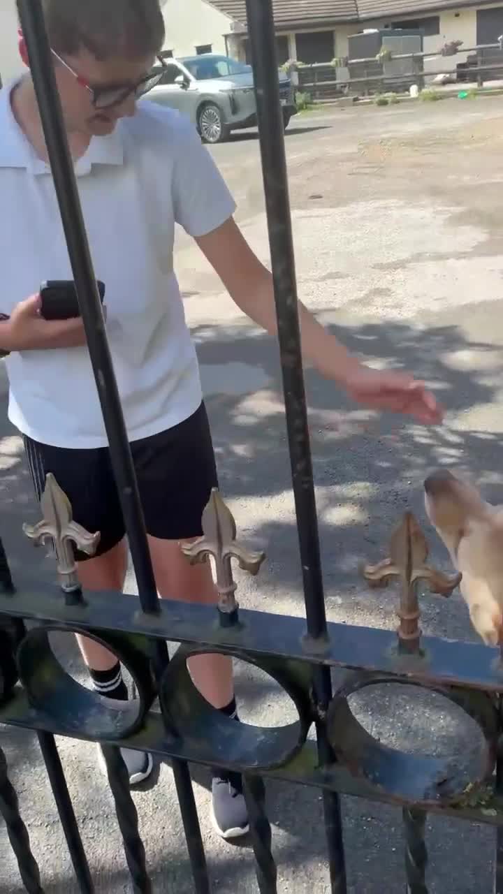 Mixed Breed dogs for adoption: Carlos wants his forever home  - Video 1