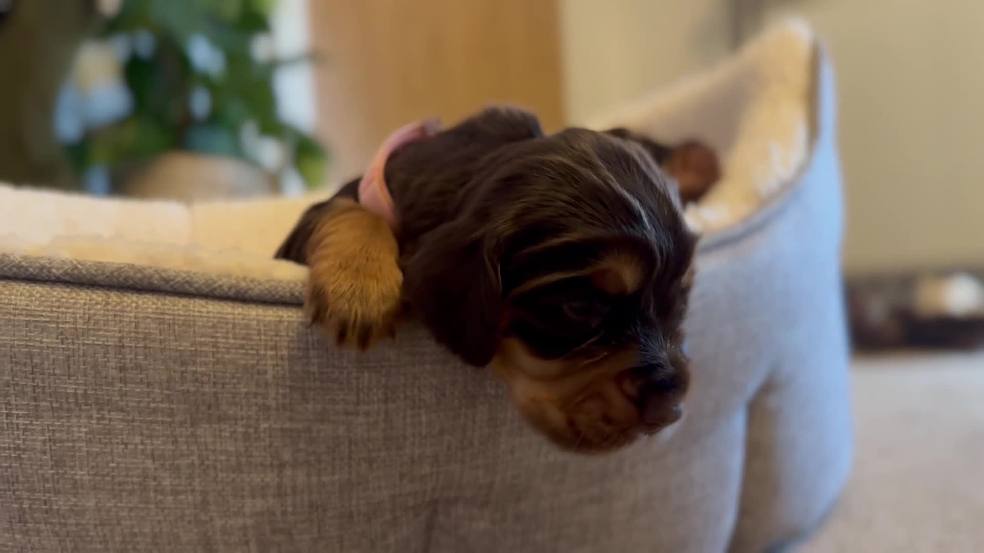 Cocker Spaniel dogs for sale: Stunning KC reg working cocker spaniel puppies  - Video 1