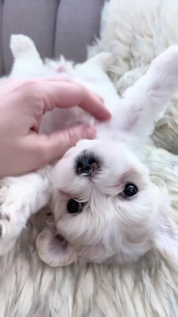 Maltese dogs for sale: Maltese -small size hypoallergenic-3 boys one girl - Video 4