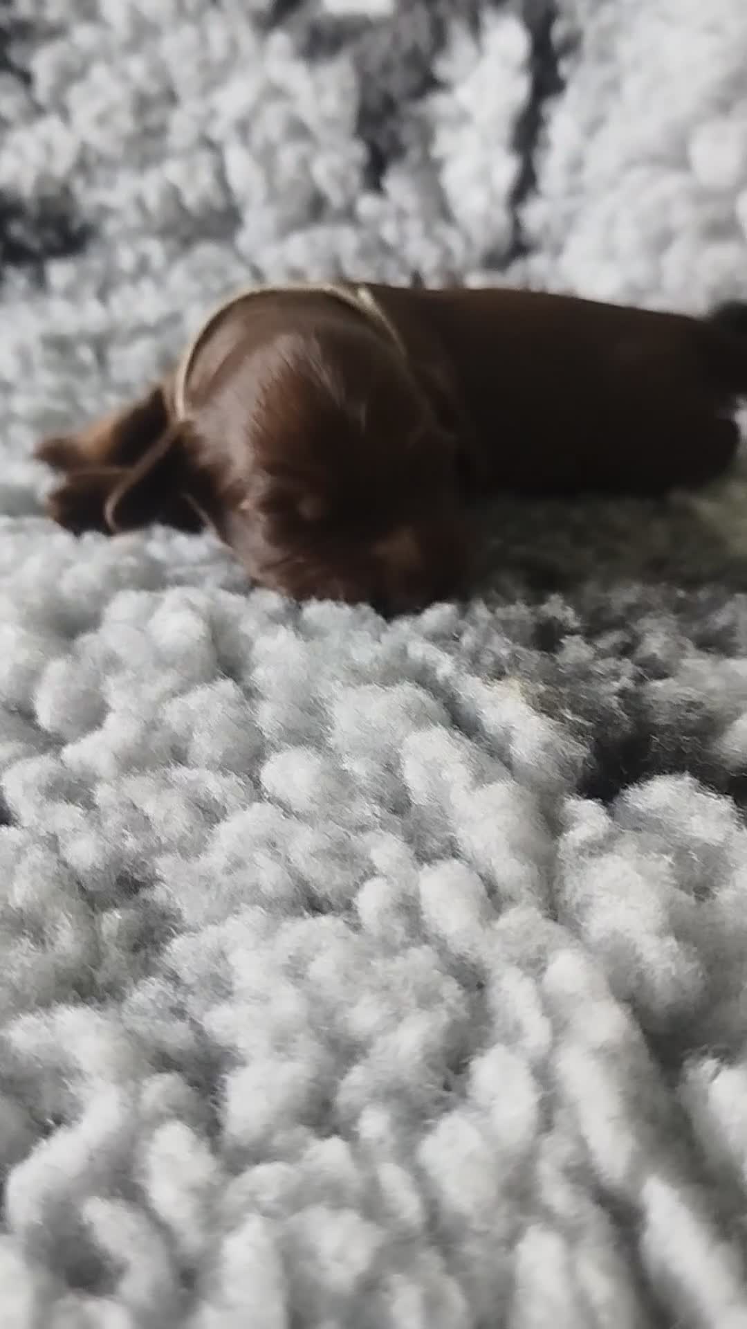 Cockapoo dogs for sale: Chocolate drops - Video 1