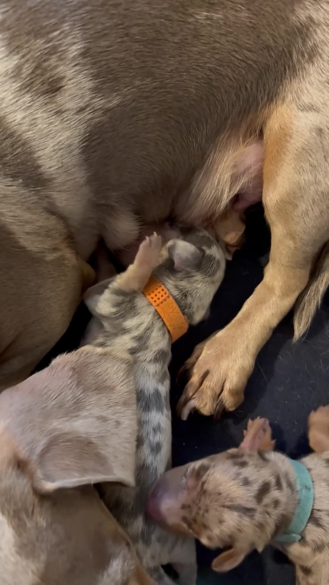 Miniature Dachshund dogs for sale: Miniature dachshund  - Video 1