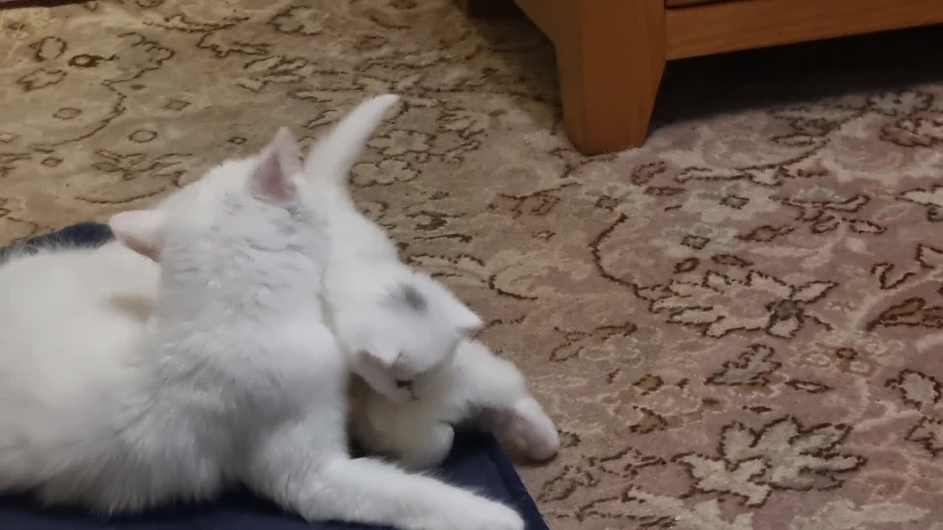 Mixed Breed cats for sale: Adorable Kittens looking for Their Forever Home - Video 1
