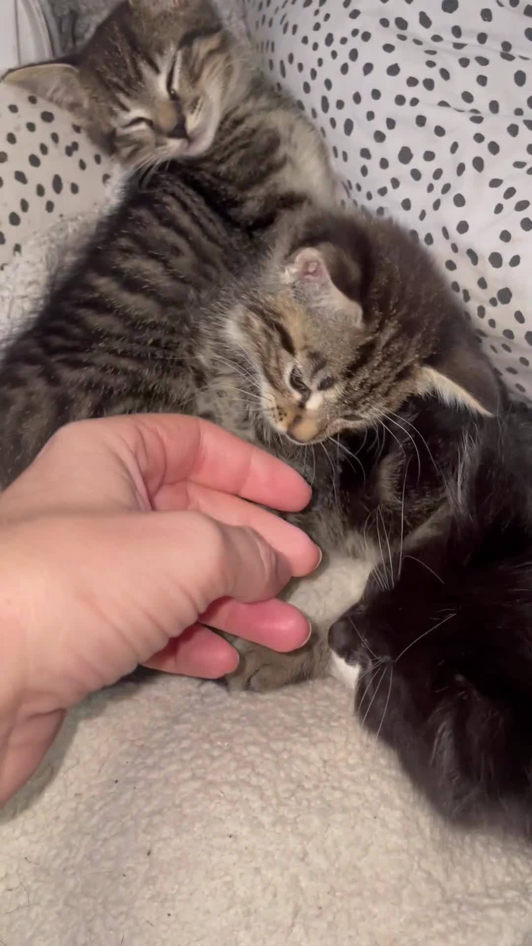 British Shorthair cats for sale: Beautiful kittens  - Video 1