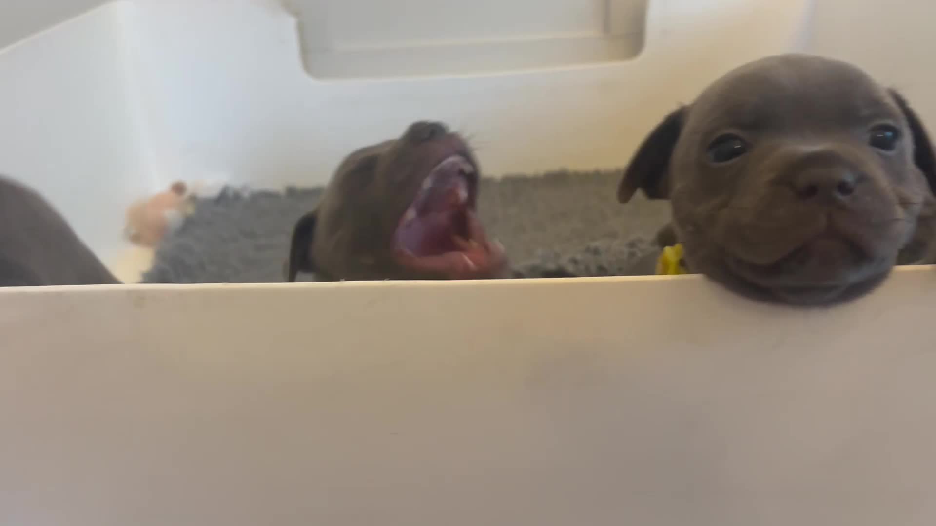Staffordshire Bull Terrier dogs for sale: 🔥7 BLUE STAFFORDSHIRE BULL TERRIER PUPS REDUCED‼️ - Video 1