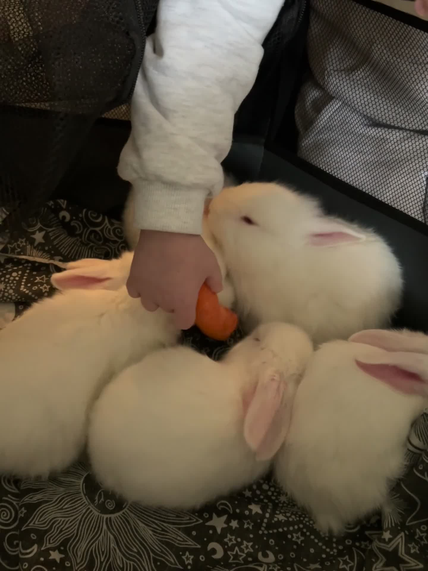 Blanc De Bouscat rabbits for sale: Baby rabbits for sale - Video 1