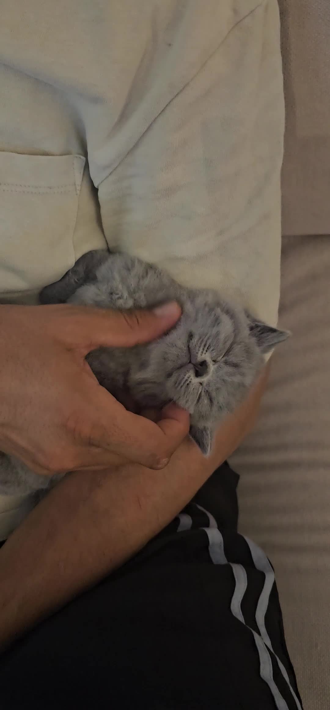 British Shorthair cats for sale: GCCF BSH Lovely Kittens - Video 5