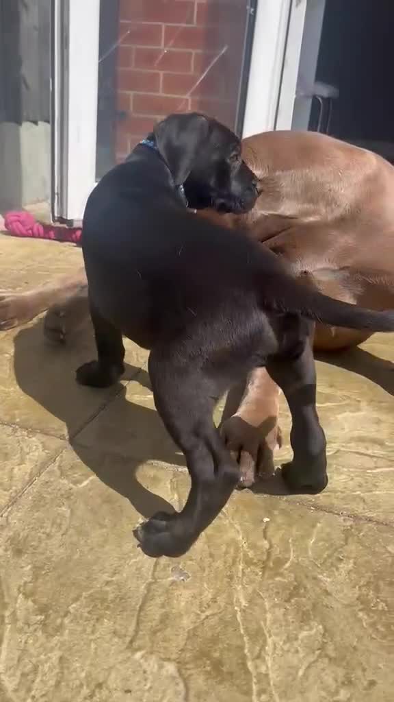 Mastiff dogs for sale: 1 beautiful mixed mastiff black boy left  - Video 1