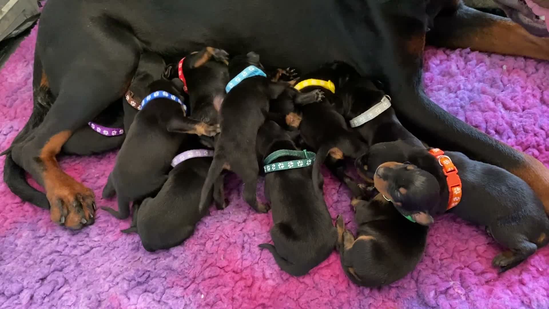 Dobermann dogs for sale: KC REGISTERED DOBERMAN PUPPIES - Video 2