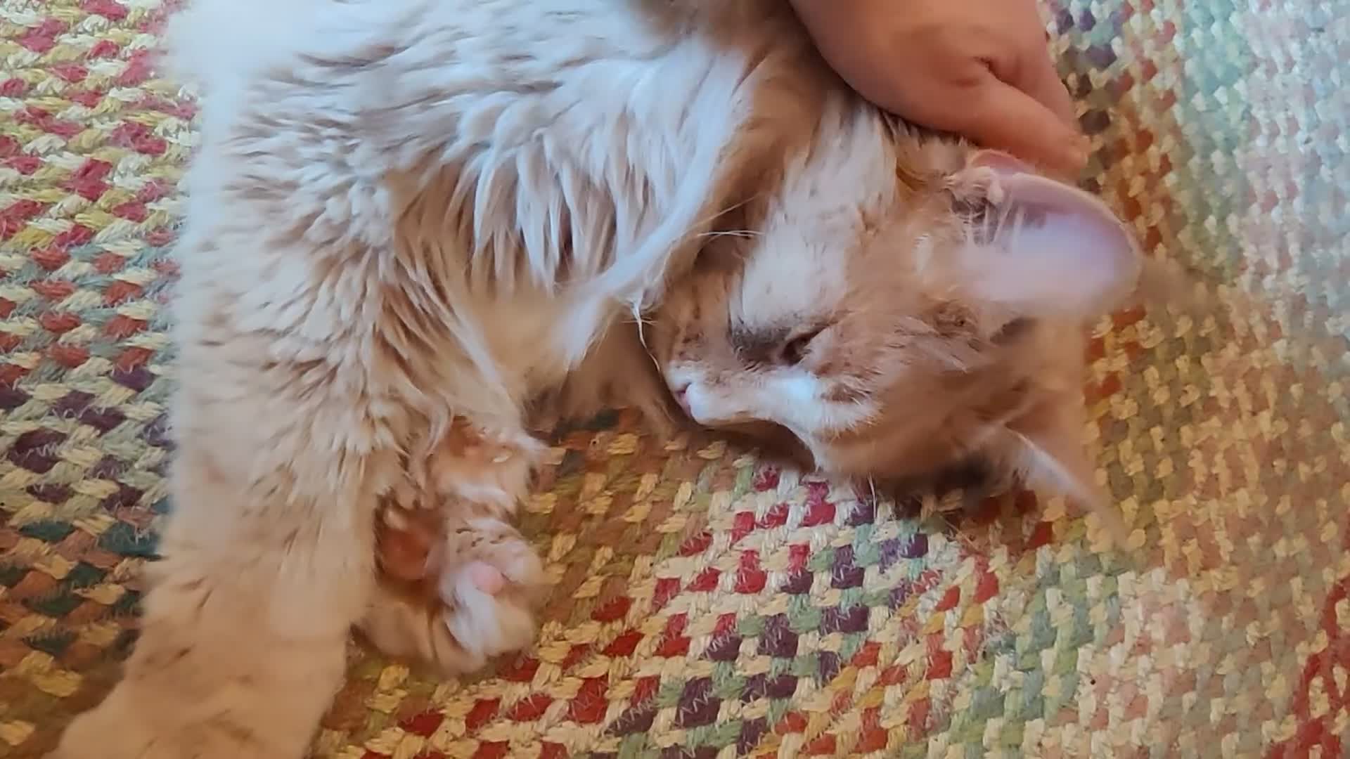 Maine Coon cats for sale: Giant Softie! Stunning 2 yr old pedigree XL MC boy - Video 3