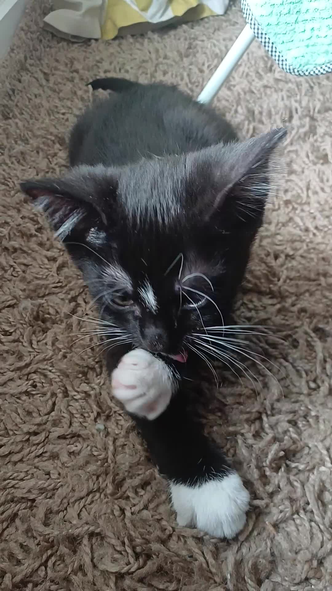 Mixed Breed cats for sale: Available Now! 2 Kittens tabby stripe tuxedo cats  - Video 2